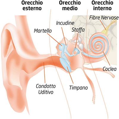 Anatomia dell'orecchio